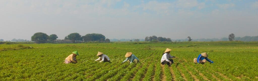 En bild på bönder på ett fält i Mynamar