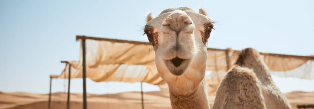 En bild på en kamel