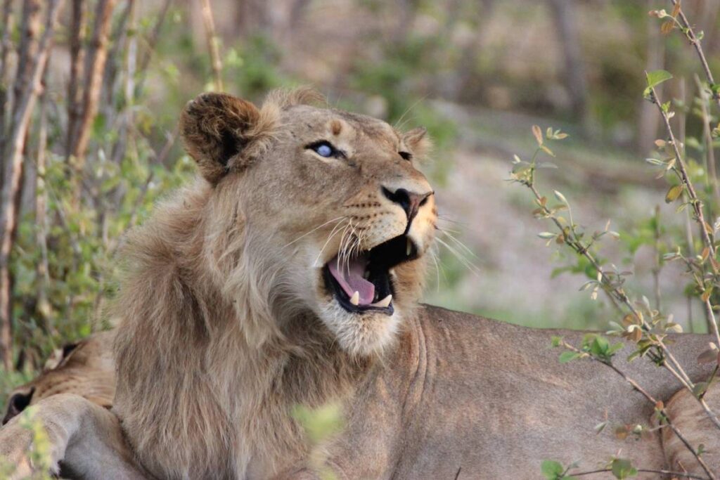 Lion Sydafrikasafari