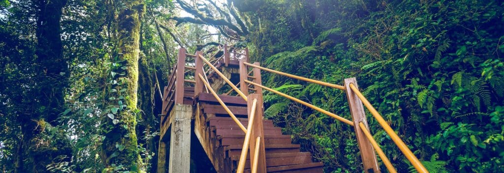 En bild på trätrappor i djungeln
