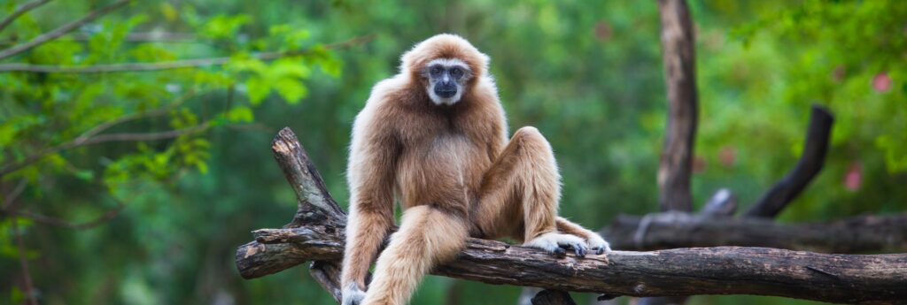 En bild på en gibbon apa på Borneo
