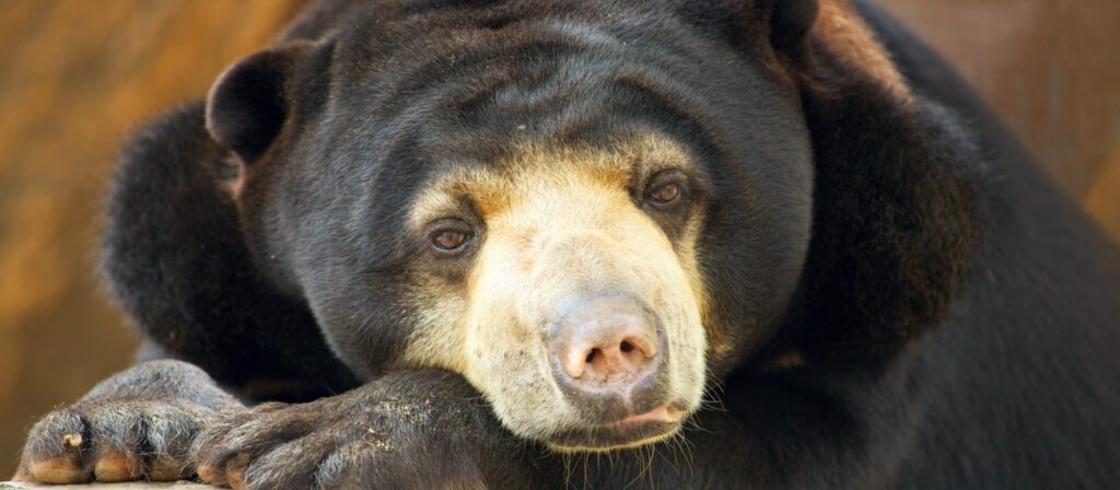 En bild på en malajbjörn