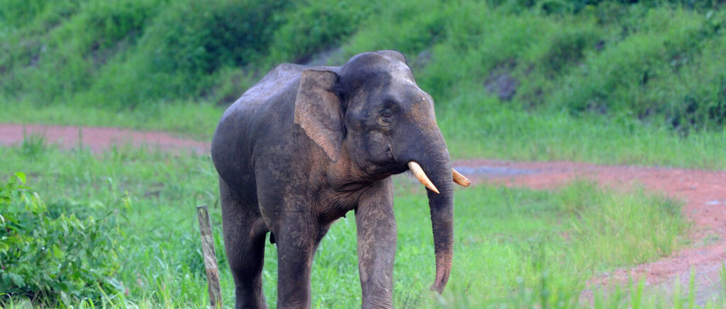 En bild på en elefant