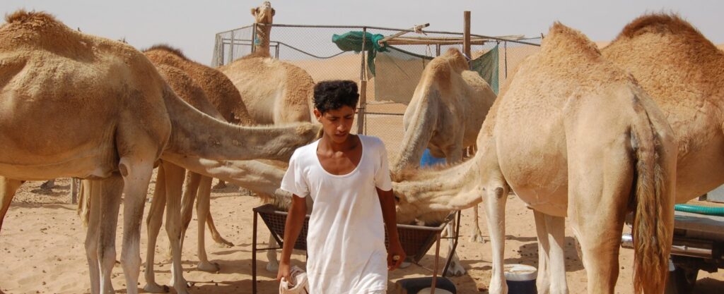 En bild på en pojke och kameler