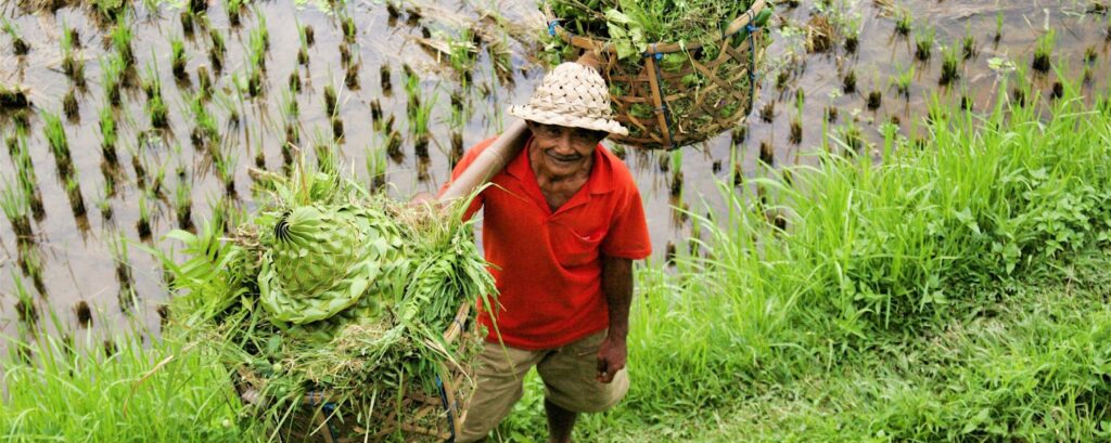 En bild på en bonde i Bali