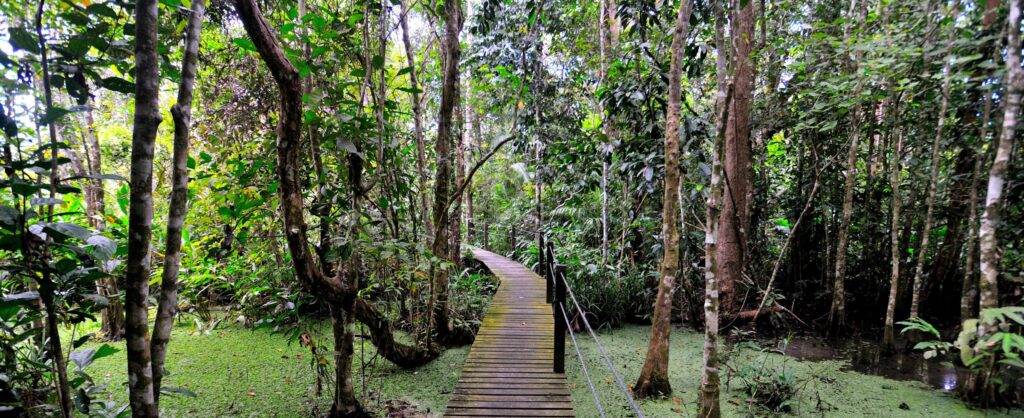 En bild på en gångbro på Abai Jungle Lodge