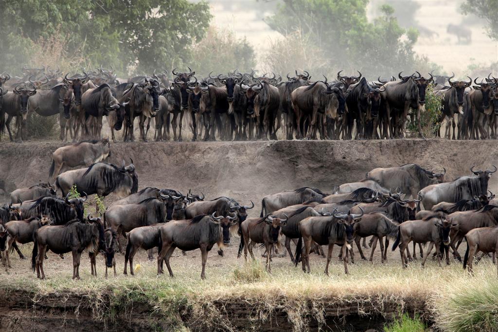 Safari i Tanzania