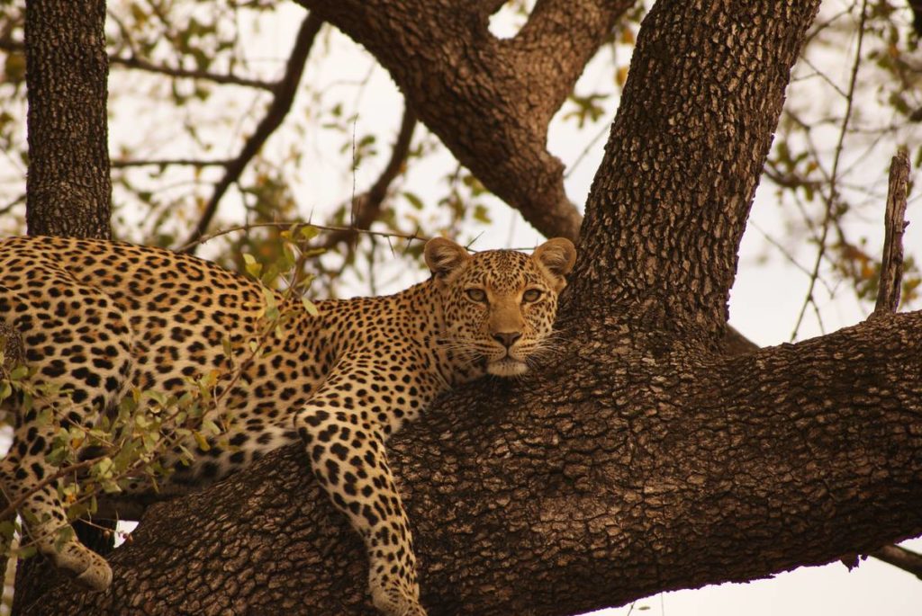 lyxsafari i Krugerparken