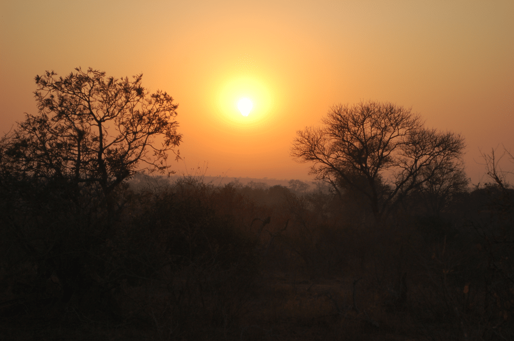 Safari i Krugerparken
