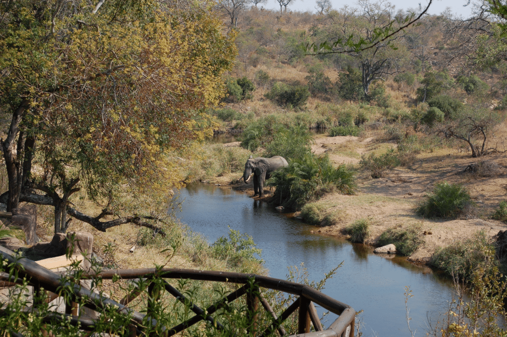 Safari Krugerparken